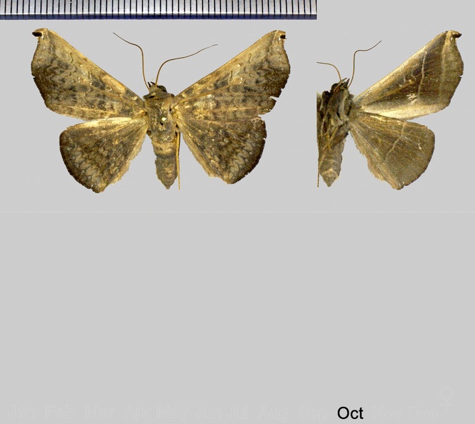 Drepanoperas falcigera (Walker, 1858).jpg