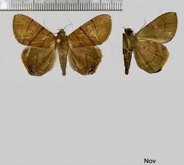 Dyomyx inferior (Herrich-Schäffer, 1869)