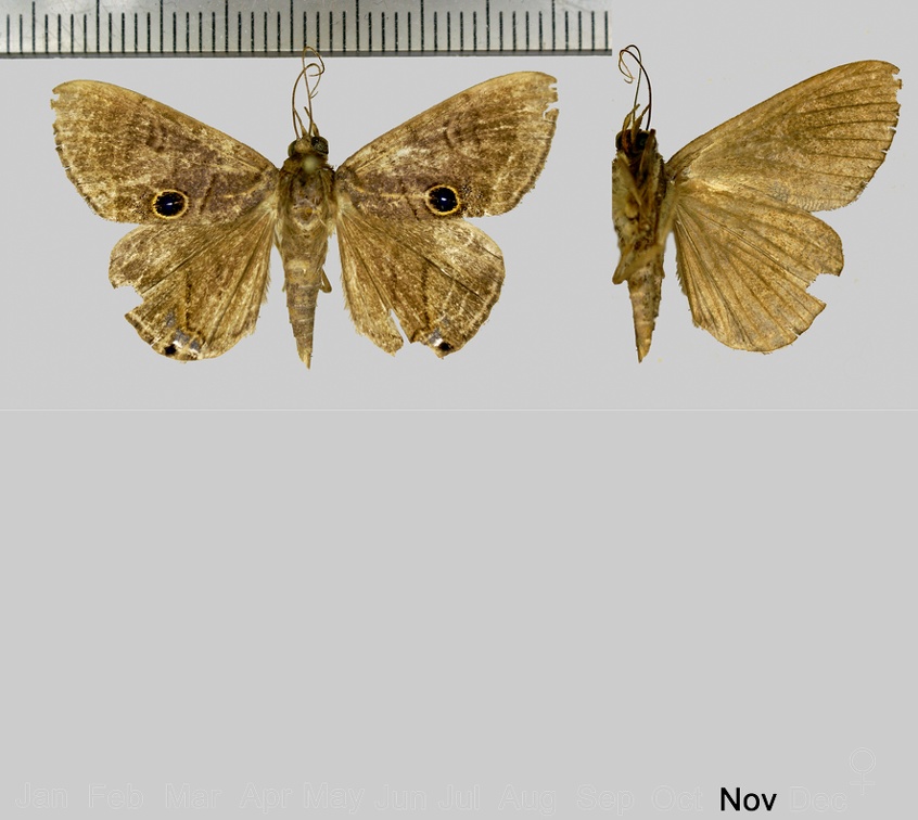 Dyomyx janus Bar, 1876