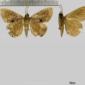 Dyomyx janus Bar, 1876