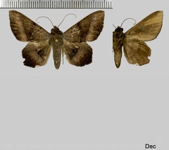 Epidromia pannosa Guenée, 1852