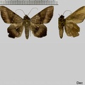 Epidromia pannosa Guenée, 1852