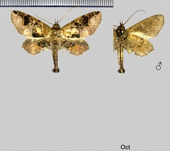 Gigia stenogaster (Felder &amp; Rogenhofer, 1874)