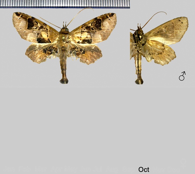 Gigia stenogaster (Felder & Rogenhofer, 1874).jpg