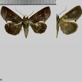 Gonodonta immacula Guenée, 1852