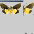 Gonodonta sicheas (Cramer, 1777)