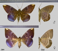 Hemeroblemma dolosa Hübner, 1823