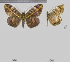 Hemeroblemma ochrolinea (Guenée, 1852)
