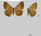 Hemeroblemma scolopacea (Cramer,1777)