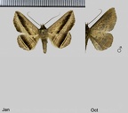 Lesmone duplicans (Möschler, 1880)