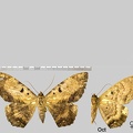 Letis magna (Gmelin, 1790)-2