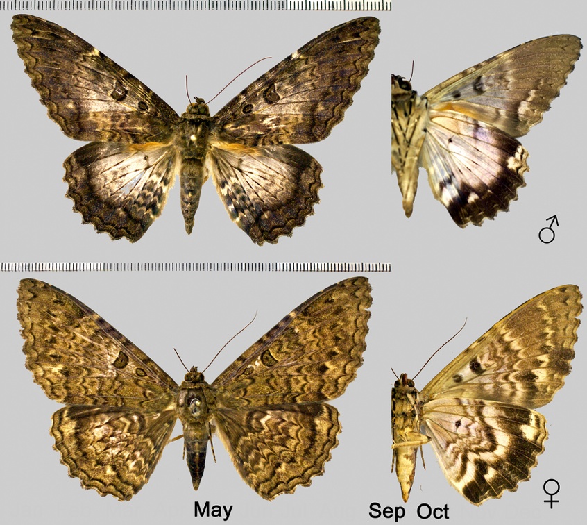 Letis scops Guenée, 1852