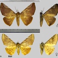 Mazacyla relata (Walker, 1858)