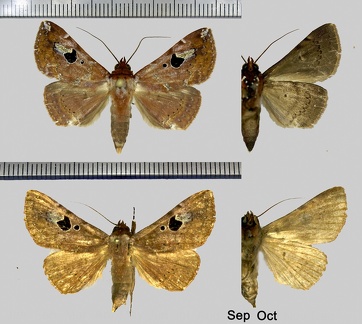 Obroatis distincta (Butler, 1879)