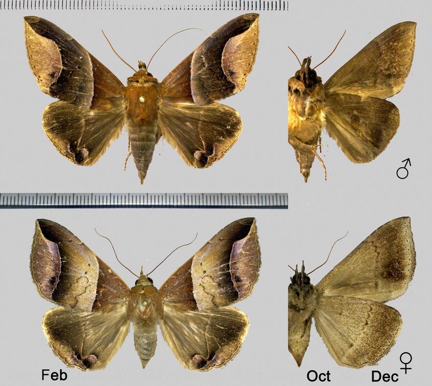 Parachaea macaria (Cramer, 1777)