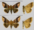 Parachaea macaria (Cramer, 1777)-1