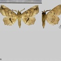 Syllectra congemmalis Hübner, 1823