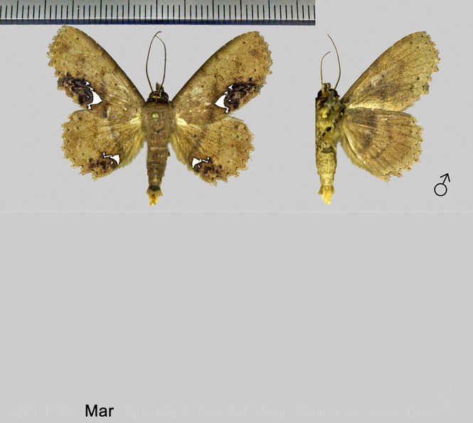 Antiblemma calais (Schaus, 1914).jpg
