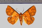 <!--hidden-->Antiblemma lothos (Cramer, 1777)-GîteTikilili