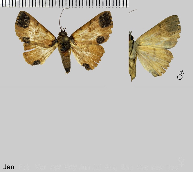 Antiblemma neptis (Cramer, 1779).jpg