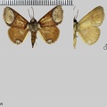 Antiblemma orbiculata (Felder & Rogenhofer, 1874)