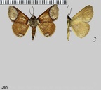 Antiblemma orbiculata (Felder &amp; Rogenhofer, 1874)
