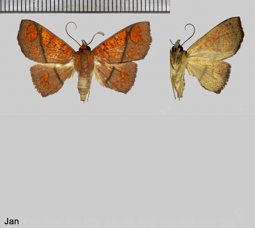 Antiblemma subrutilans (Walker, 1858)