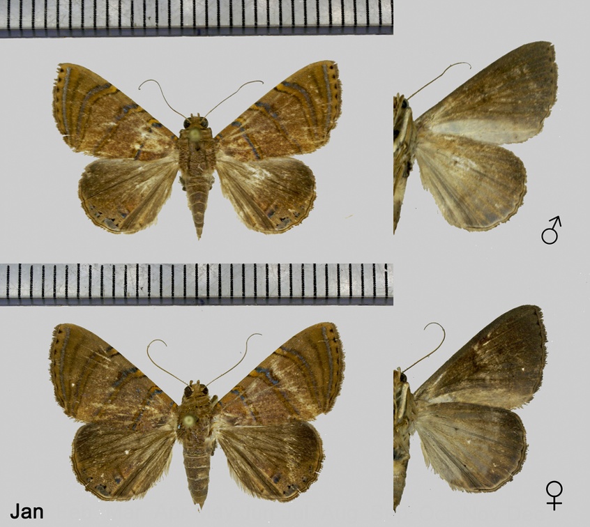 Eulepidotis caeruleilinea (Walker, 1858)