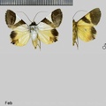 Eulepidotis dominicata (Guenée, 1852)