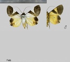 Eulepidotis dominicata (Guenée, 1852)