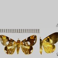 Eulepidotis guttata (Felder & Rogenhofer, 1874)