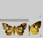 Eulepidotis guttata (Felder &amp; Rogenhofer, 1874)