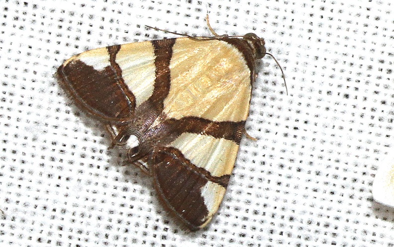 Eulepidotis juliata (Stoll, 1790)