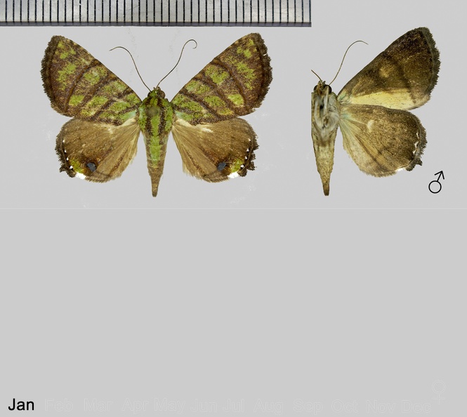 Eulepidotis reticulata (Bar, 1876).jpg