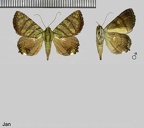 Eulepidotis reticulata (Bar, 1876)