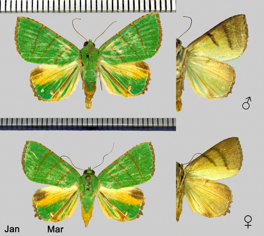 Eulepidotis viridissima (Bar, 1876)