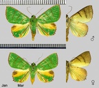 Eulepidotis viridissima (Bar, 1876)