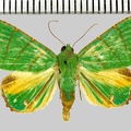 <!--hidden-->Eulepidotis viridissima (Bar, 1876)-GîteTikilili