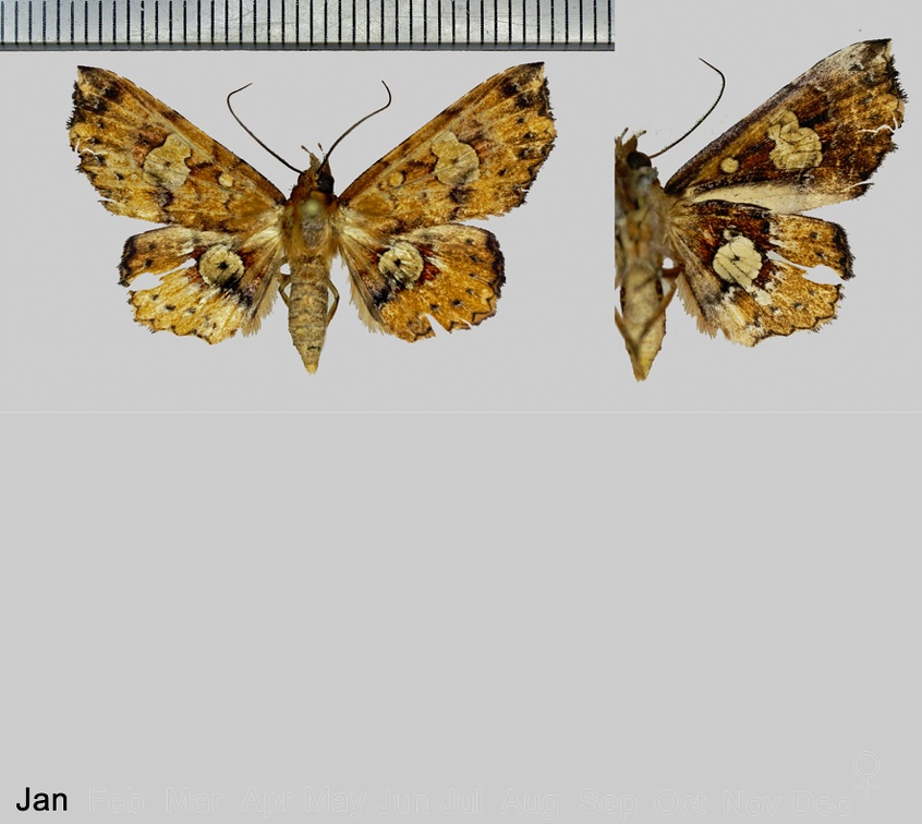 Oxidercia apicalis (Walker, 1865)