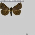 Rejectaria funebris (Schaus, 1912)