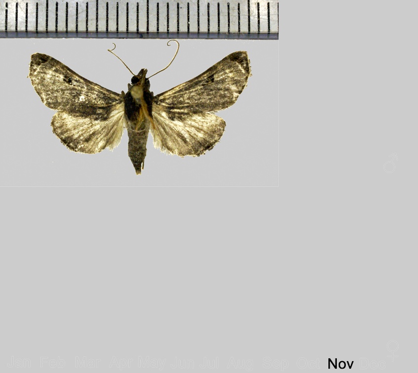 Palthis angustipennis Schaus, 1916