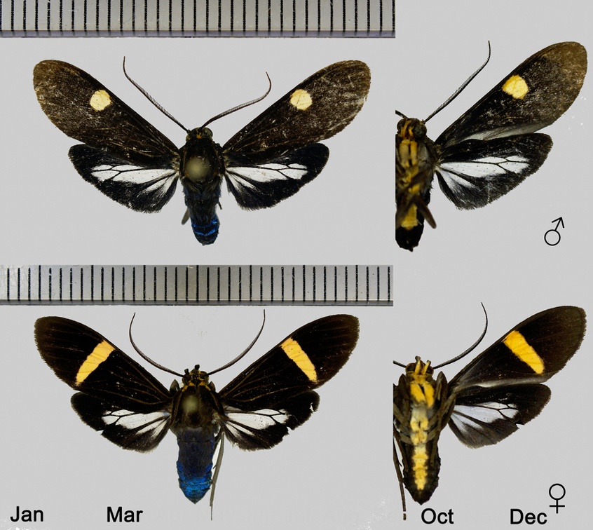 Aclytia heber (Cramer, 1779)