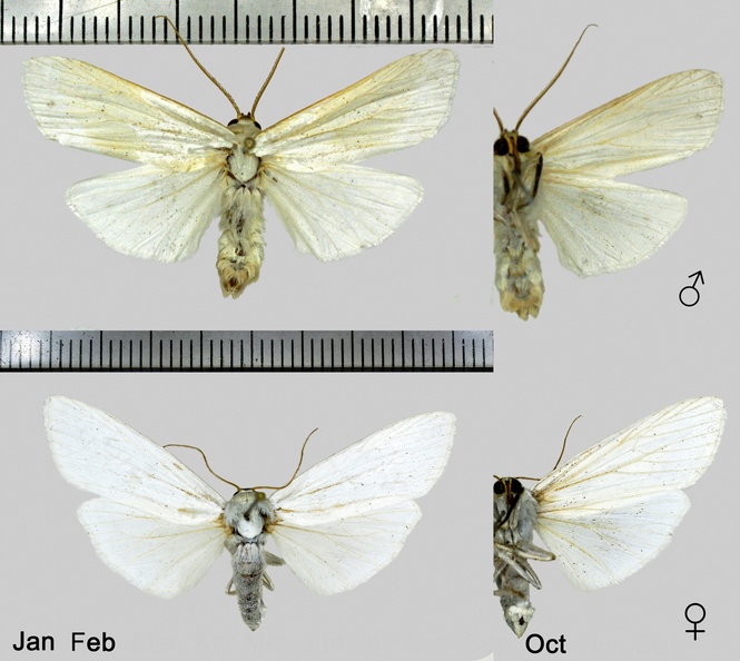 Agylla nivea (Walker, 1856).jpg