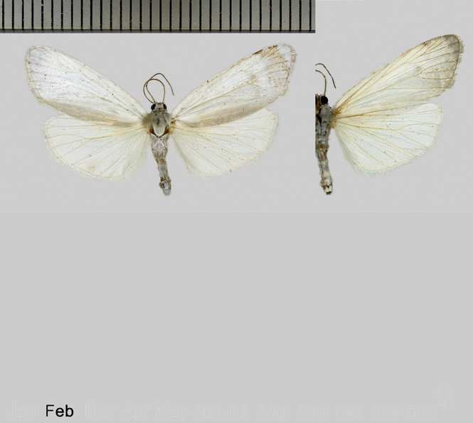 Agylla sanctaejohannis Schaus, 1905