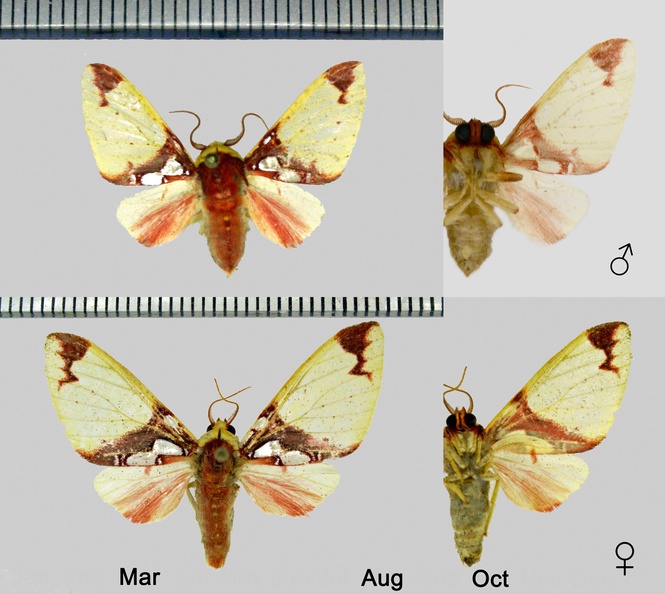 Amaxia chaon (Druce, 1883).jpg