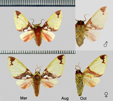 Amaxia chaon (Druce, 1883)