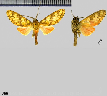 Amaxia erythrophleps Hampson, 1901