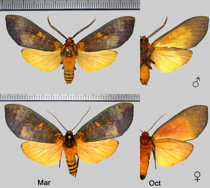 Ammalo helops (Cramer, 1775)