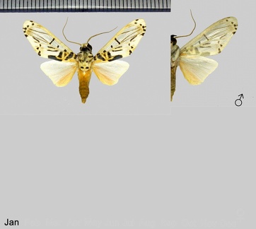 Aphyle cuneata Hampson, 1905