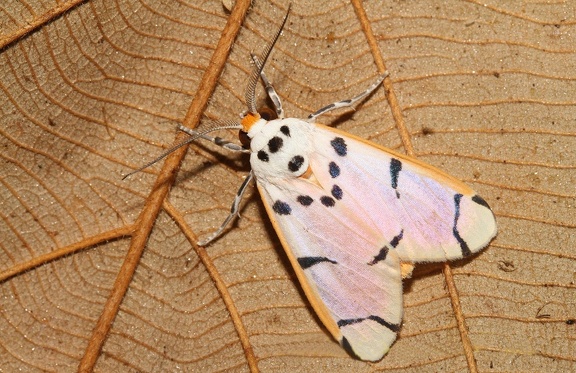 Aphyle margaritaceus Walker, 1855